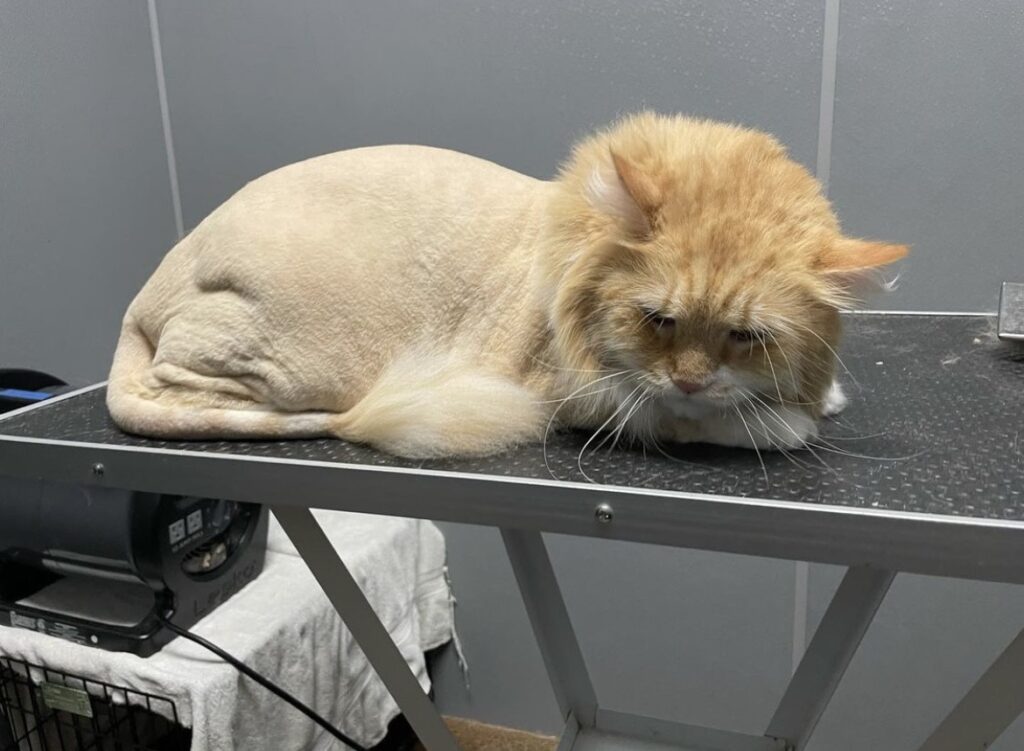 Cat with a fresh lion cut resting on the grooming table