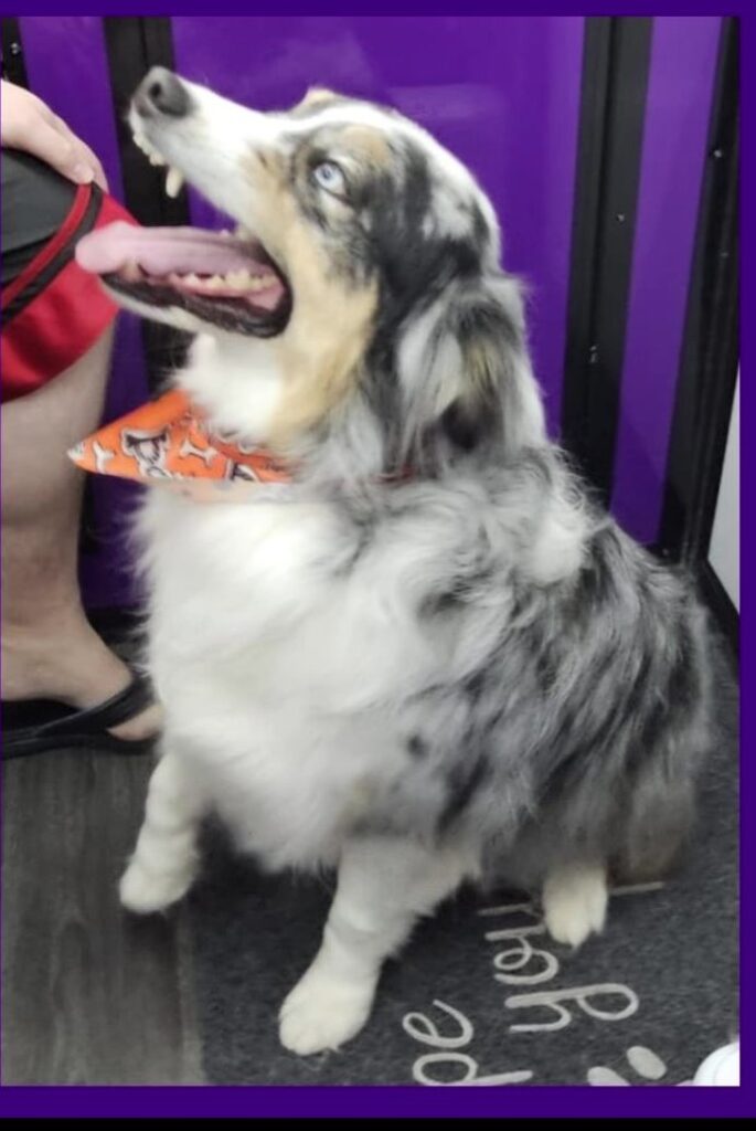 Australian Shepherd after the Double Coated Groom