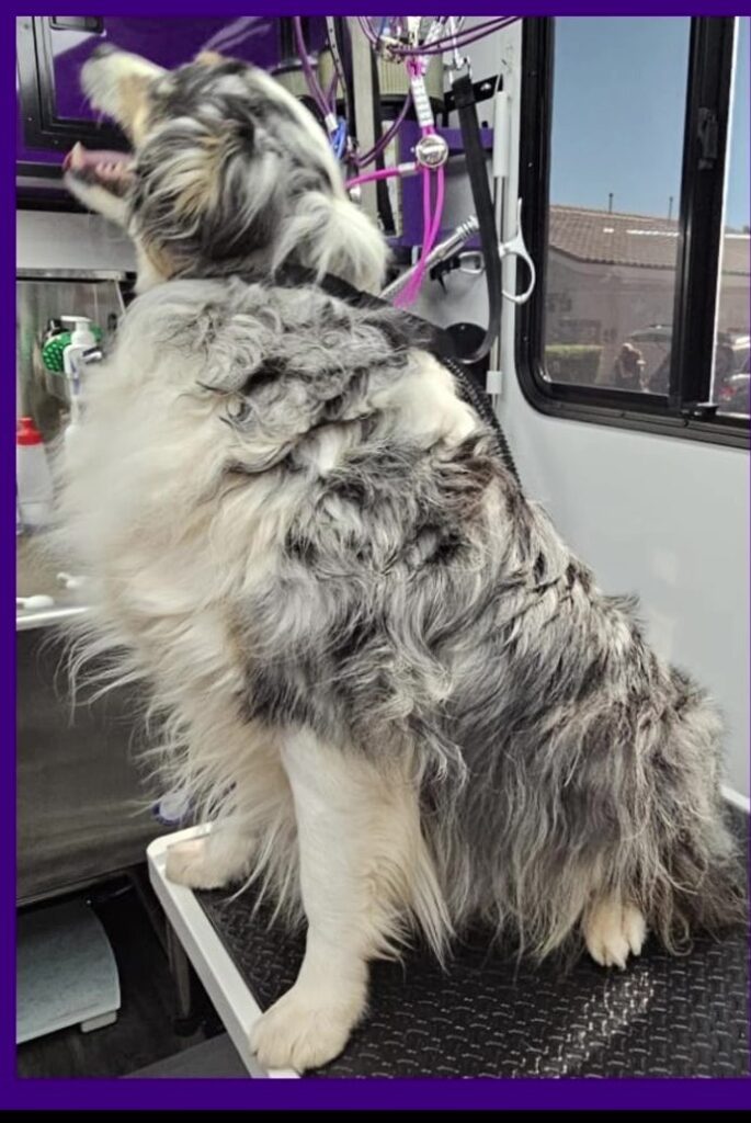 Australian Shepherd with a full double coat before the groom