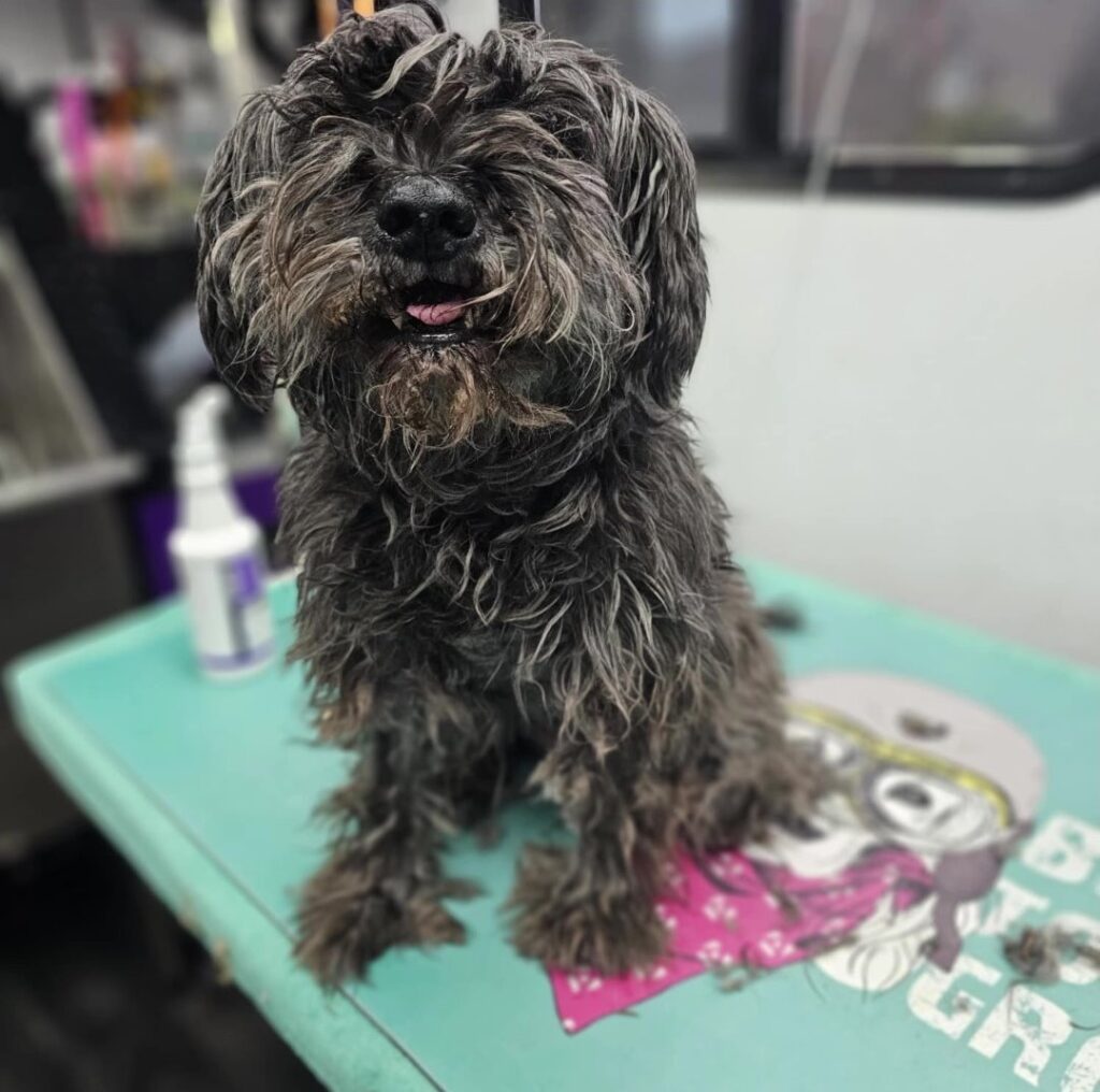 Shaggy dog sitting calmly on the grooming table in the trailer