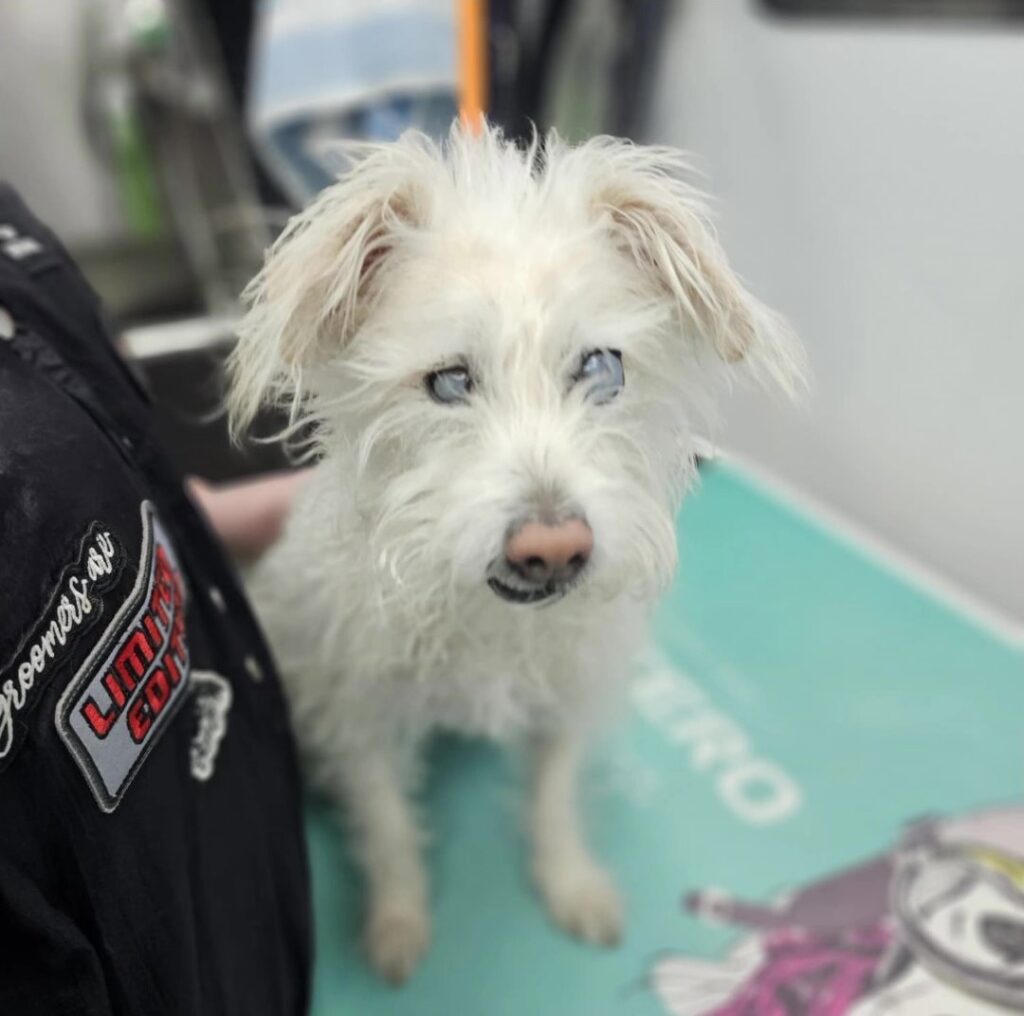 White dog being gently held on the grooming table