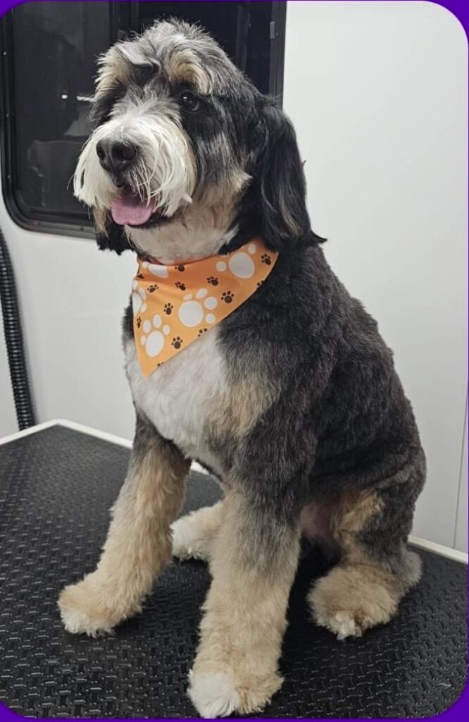 Doodle after the groom