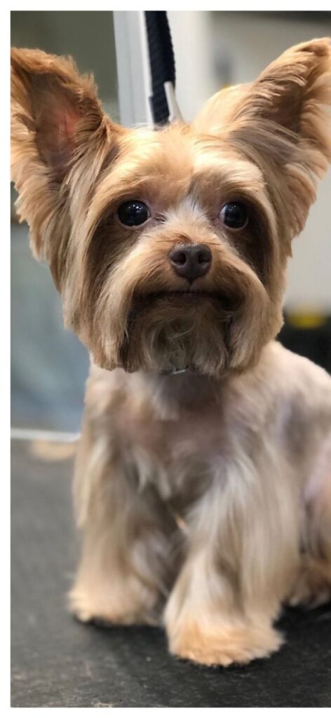 Yorkie after the groom with a short tidy coat
