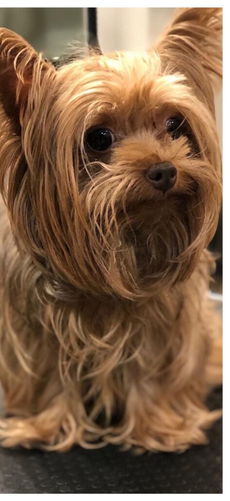 Yorkie with a long overgrown coat before the groom